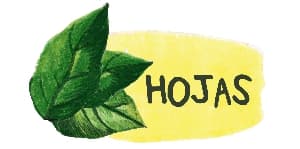 hojas
